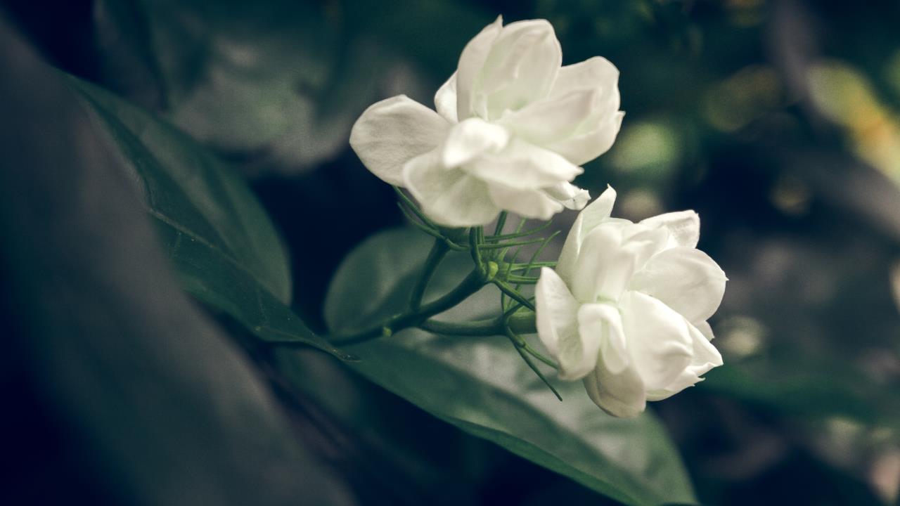 El abono casero con cáscara de fruta que revitaliza los jazmines del jardín